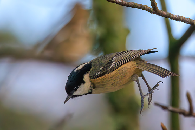 Coal tit flying